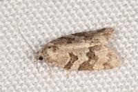 Cnephasia