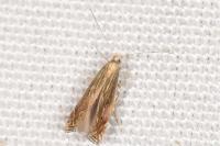 Isophrictis anthemidella/striatella