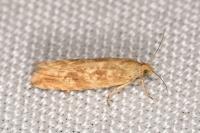 Bactra furfurana