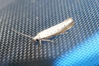 Yponomeuta rorrella