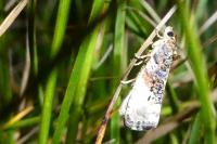 Hedya nubiferana