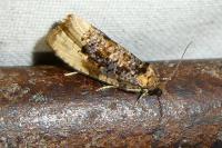 Hedya ochroleucana