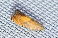 Pammene aurita