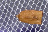 Cacoecimorpha pronubana