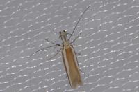 Pleurota aristella