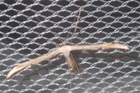 Emmelina monodactyla