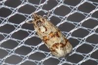 Aethes williana
