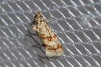 Aethes williana