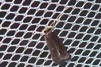 Eurodachtha canigella