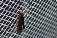 Eurodachtha canigella