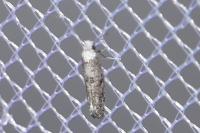 Paraswammerdamia albicapitella
