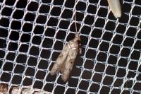 Blastobasis glandulella