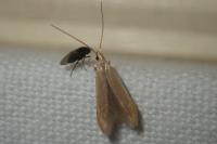 Coleophora flavipennella