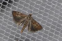 Brachodes funebris