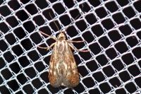 Brachodes funebris