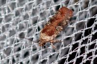 Agonopterix purpurea