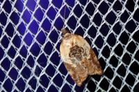 Acleris variegana