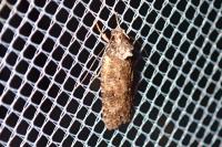 Exaeretia lutosella