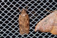 Exaeretia lutosella