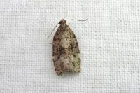 Dichelia histrionana