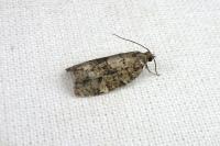 Dichelia histrionana