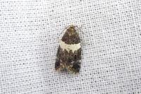 Olindia schumacherana