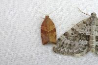 Pandemis cinnamomeana