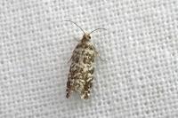Epinotia tedella
