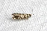 Epinotia tedella