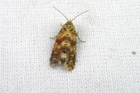 Aethes margarotana
