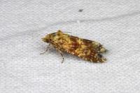 Aethes margarotana