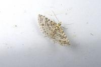 Alucita cancellata