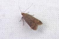 Anacampsis
