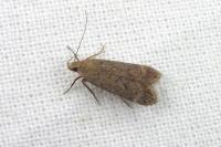 Anacampsis