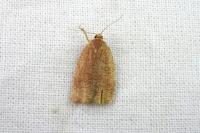 Archips rosana
