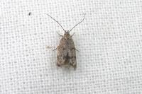 Teleiodes vulgella
