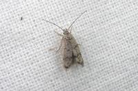 Teleiodes vulgella