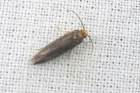 Cephimallota crassiflavella