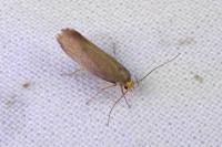 Crassa unitella