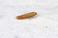Haplochrois ochraceella