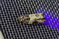 Gypsonoma sociana