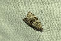 Dichelia histrionana