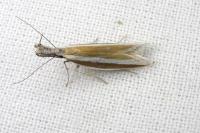 Pleurota aristella