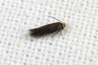 Stigmella