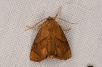 Apoda limacodes