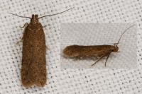 Bryotropha terrella