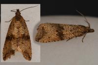 Celypha striana