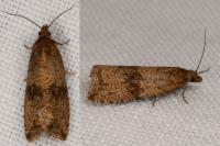 Celypha striana