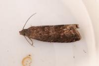 Grapholita funebrana