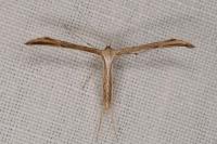 Emmelina monodactyla